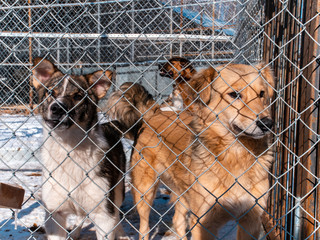 Cute dogs in a dog shelter behind a metal mesh fence