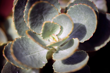 Close up of Kalanchoe - succulent 