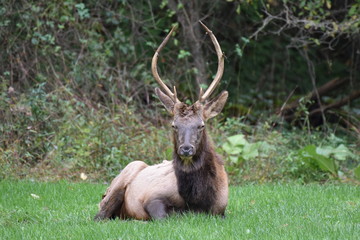 Young bull elk resting
