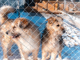 Cute dogs in a dog shelter behind a metal mesh fence