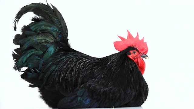 portrait black rooster australorp (Gallus gallus) with dark green plumage on white screen