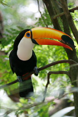 Close-up portrait of the toco toucan with bright orange beak and blue eyes. Ramphastos toco.Brazil. Iguazu.