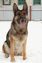 german shepherd in the snow