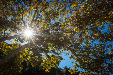 Sunbeam Sunstars shine in Forest