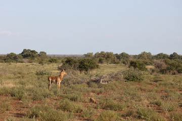 Schwarzfersenantilope / Impala / Aepyceros melampus