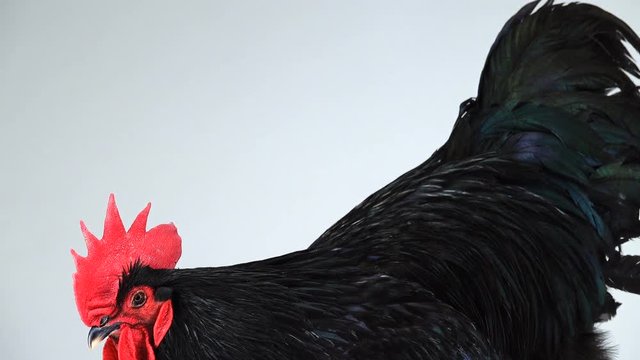 portrait black rooster australorp (Gallus gallus) with dark green plumage on white screen