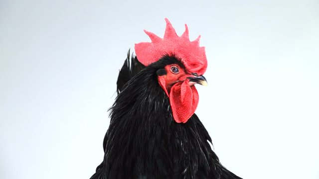 portrait black rooster australorp (Gallus gallus) with dark green plumage on white screen