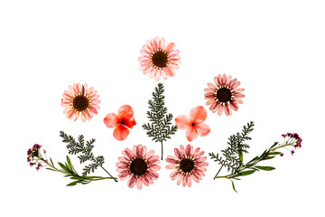 Background made from pressed flowers