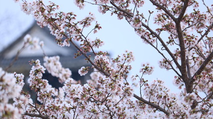 岡崎城を背に咲く桜 岡崎公園
