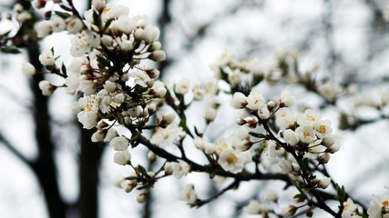 the fruit tree begins to bloom in the spring, flowers on a cloudy day