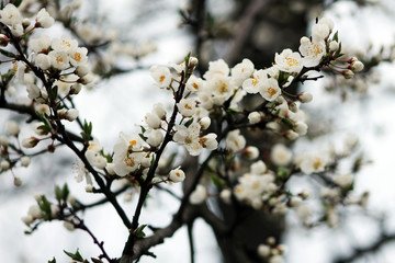 cherry tree blossom
