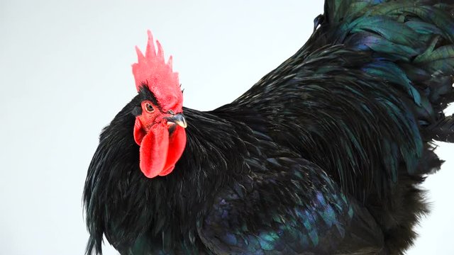 portrait black rooster australorp (Gallus gallus) with dark green plumage on white screen