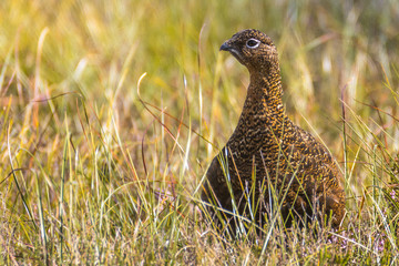 Scottish grouse, Lagopus in natural environment in Scotland