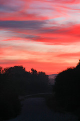 Fototapeta premium Rosa Morgen