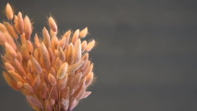 bouquet of lagurus pink