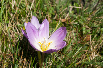White crocuses in spring garden close up