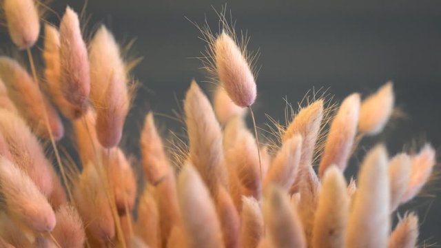 bouquet of lagurus pink