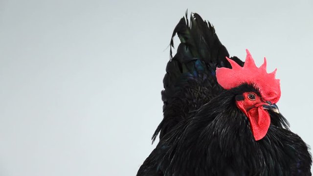 portrait black rooster australorp (Gallus gallus) with dark green plumage on white screen