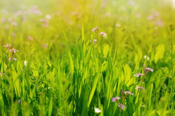 background bright green grass and Lilac flowers row.
