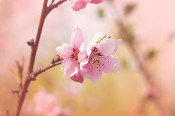 Lush Pink Almond Flowers. Spring Background.