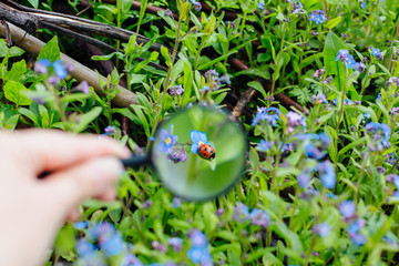 Ladybug sitting on flower through a magnifying glass - obrazy, fototapety, plakaty