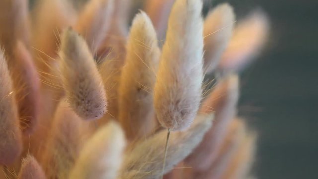 bouquet of lagurus pink in close up