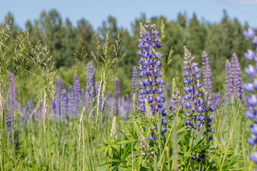 Green field with blue lupines. Macro flowers and grass.