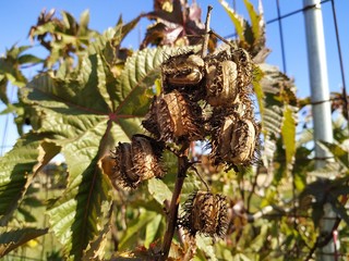 Ricinus communis fruits planta venenosa hoja morada en Cartaya provincia de Huelva España.
