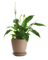 Peace lily in pot isolated on white