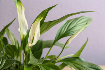 Flowers and leaves of peace lily on color background, closeup. Space for text