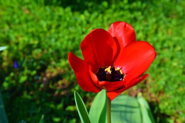 Fototapeta premium red tulips in garden