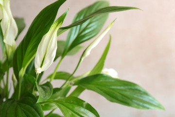 Flowers and leaves of peace lily on color background, closeup. Space for text