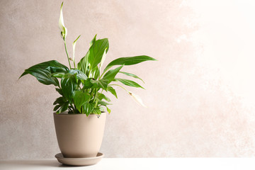 Pot with peace lily on table against color wall. Space for text