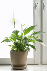 Fototapeta na wymiar Pot with peace lily on windowsill. House plant