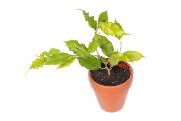 Ficus benjamina or Weeping Fig (cultivar Golden Monique) in flowerpot isolated on white background