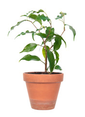 Ficus benjamina or Weeping Fig (cultivar Monique) in flowerpot isolated on white background