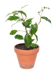 Ficus benjamina or Weeping Fig (cultivar Monique) in flowerpot isolated on white background