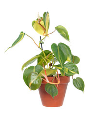 Philodendron hederaceum var. oxycardium (syn. Philodendron scandens subsp. oxycardium) with...