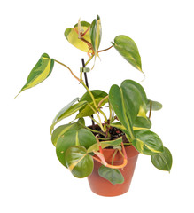 Philodendron hederaceum var. oxycardium (syn. Philodendron scandens subsp. oxycardium) with...