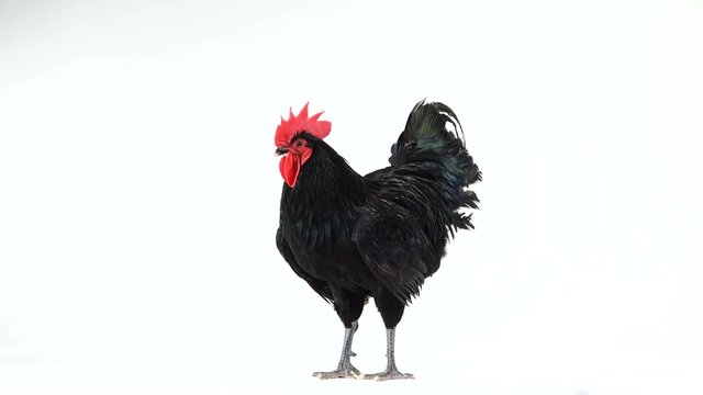 black rooster australorp (Gallus gallus) with dark green plumage on white screen