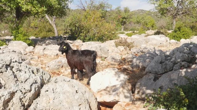 Wild goat walking along the road strewn with small stones