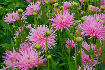 Close up of Dahlia 'Park Princess' in a cottage flower garden