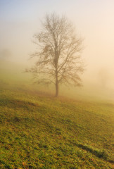Fototapeta na wymiar autumn forest. Fairy foggy forest. picturesque morning