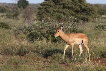 Schwarzfersenantilope / Impala / Aepyceros melampus