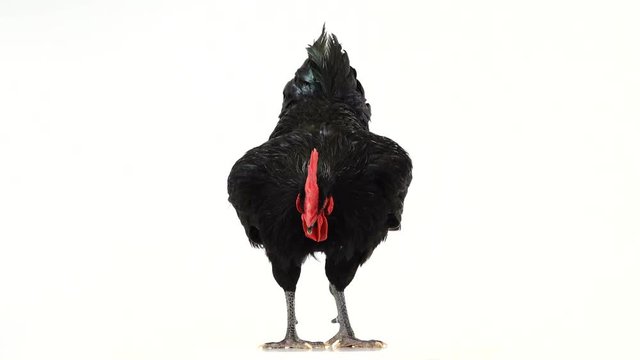 black rooster australorp (Gallus gallus) with dark green plumage on white screen