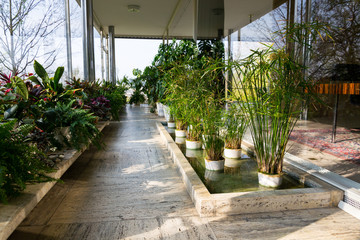 Various green plants in winter garden modern atrium, sunny spring day, clear blue sky background