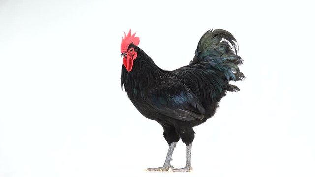 black rooster australorp (Gallus gallus) with dark green plumage on white screen
