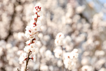 Beautiful apricot tree branch with tiny tender flowers outdoors, space for text. Awesome spring blossom
