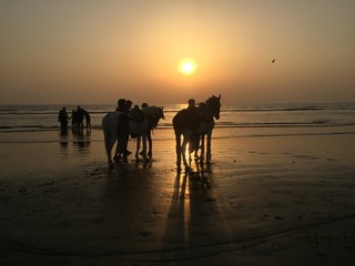 Horses at beach in evening
