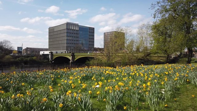 Daffodils fluttering in a blustery wind in Glasgow Green on a bright day. With view to bridge over the River Clyde and office buildings. Static.